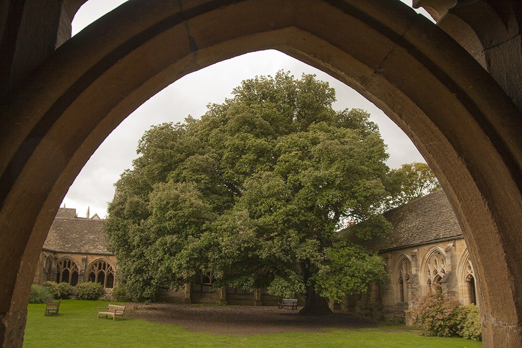 El árbol del claustro del New College